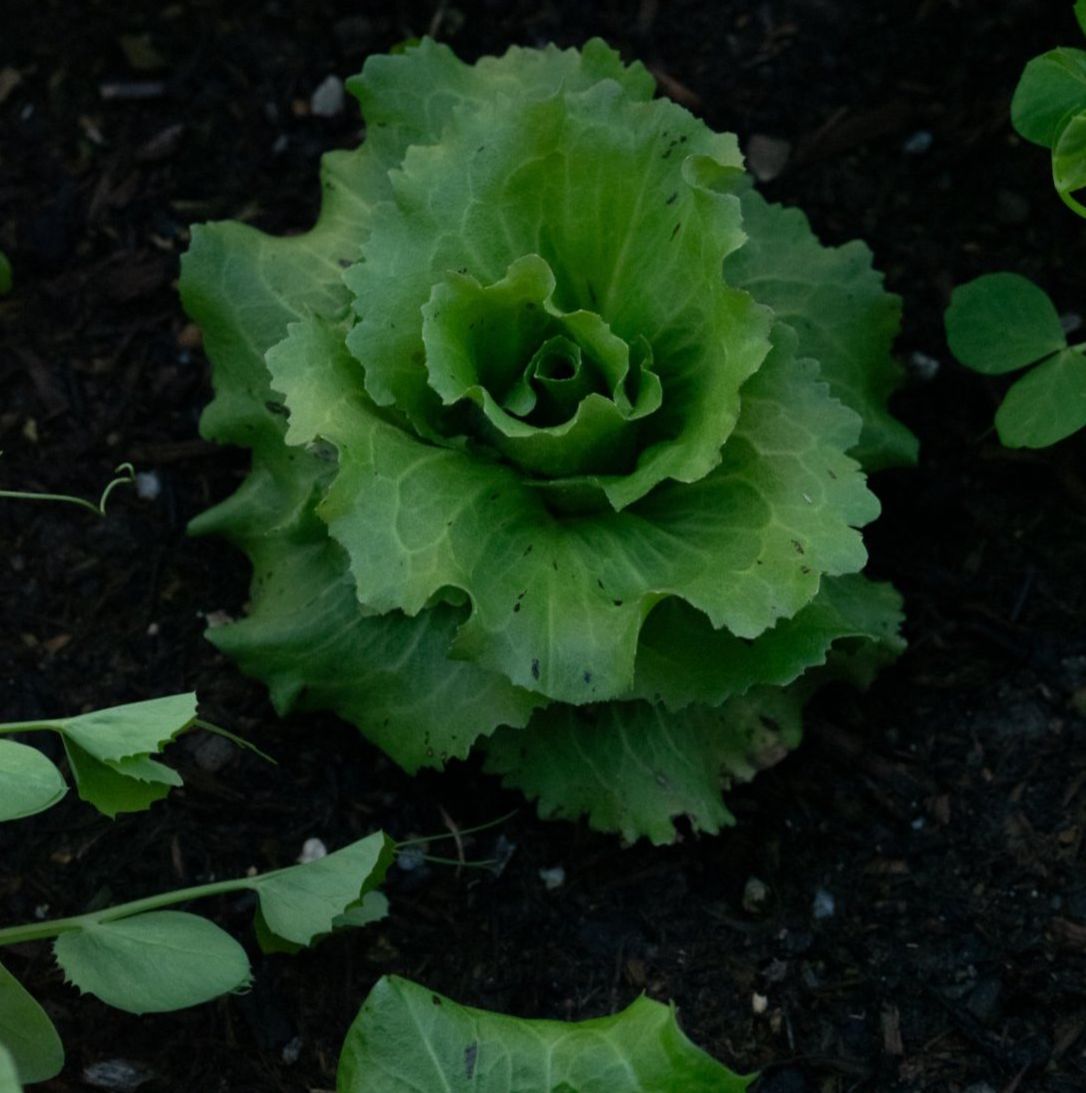 Kopfsalat_©NoraNussbaumer COMING SOON!